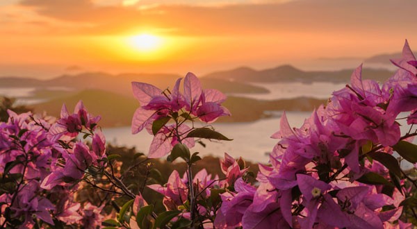 st-thomas-flowers-sunset-lg